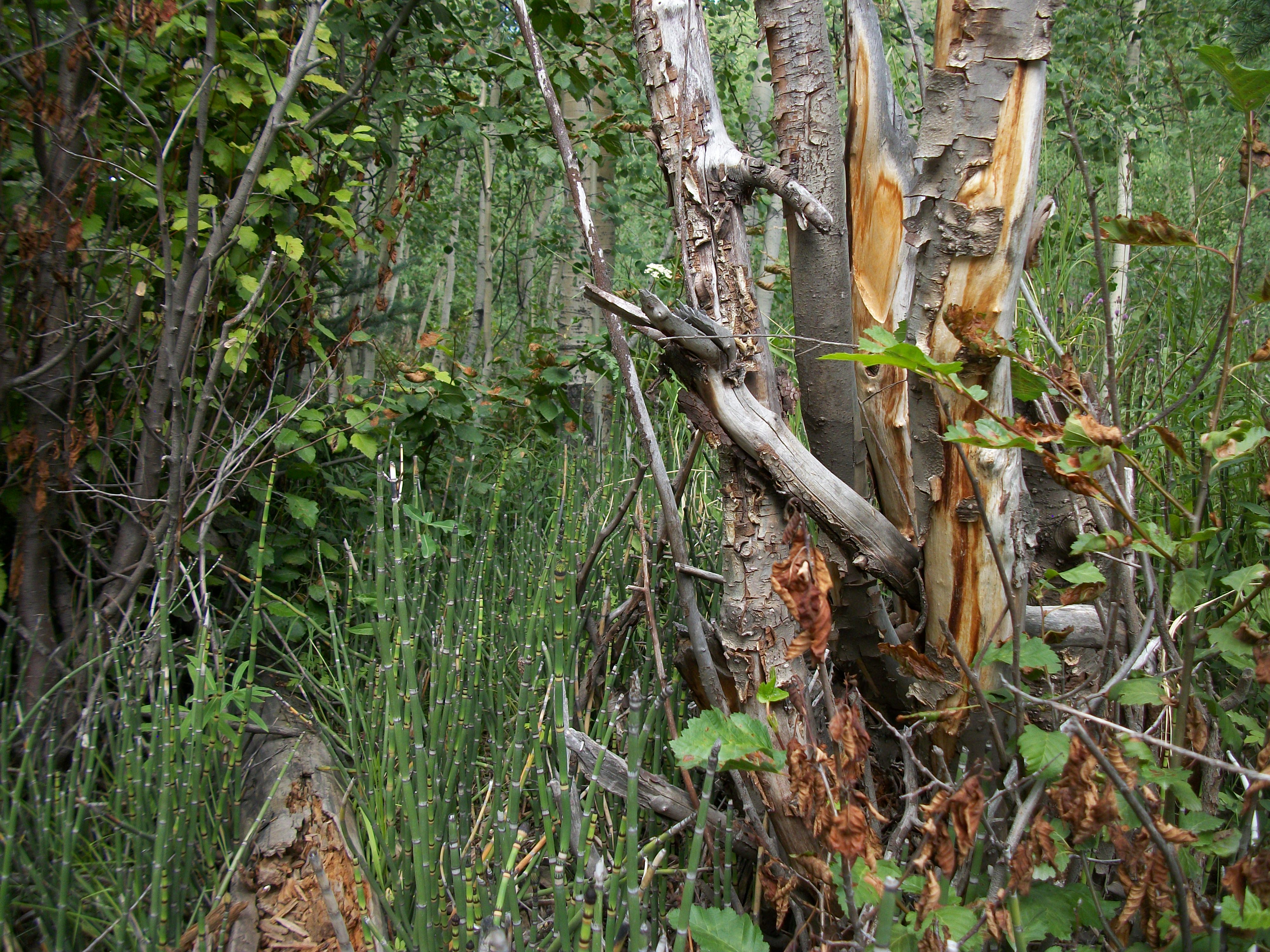 horsetail